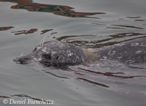 Harbor Seal, photo by Daniel Bianchetta