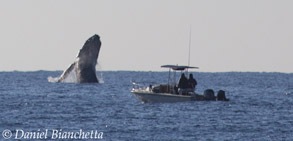 Humpback Whale breaching, photo by Daniel Bianchetta