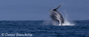 Humpback Whale breaching, photo by Daniel Bianchetta