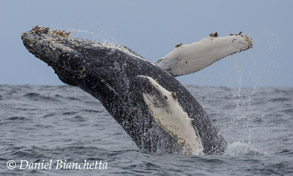 Humpback Whale breaching, photo by Daniel Bianchetta