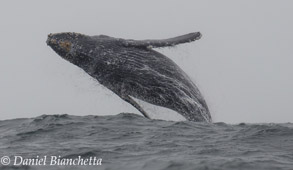 Humpback Whale breaching, photo by Daniel Bianchetta