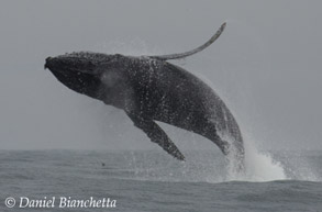 Humpback Whale breaching, photo by Daniel Bianchetta