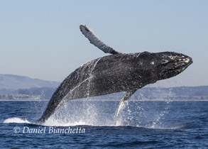 Humpback Whale breaching, photo by Daniel Bianchetta