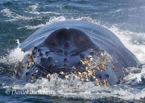 Humpback Whale close-up, photo by Daniel Bianchetta