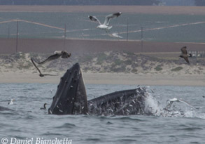 Humpback Whales lunge-feeding, photo by Daniel Bianchetta