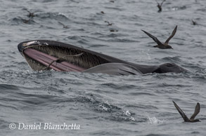 Humpback Whale lunge feeding, photo by Daniel Bianchetta