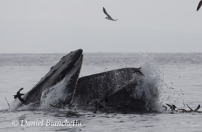 Humpback Whale lunge feeding, photo by Daniel Bianchetta