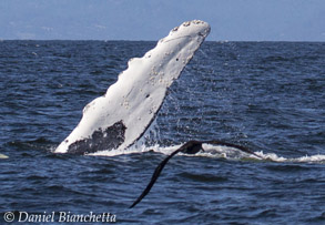 Humpback Whale pectoral fin and Black-footed Albatross, photo by Daniel Bianchetta