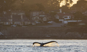 Humpback Whale tail at sunset, photo by Daniel Bianchetta