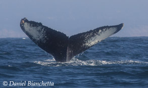 Humpback Whale tail, photo by Daniel Bianchetta