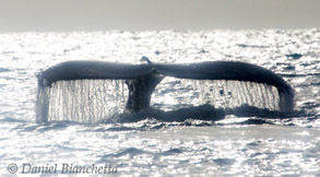 Humpback Whale tail, photo by Daniel Bianchetta