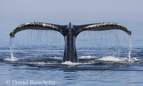 Humpback Whale tail, photo by Daniel Bianchetta