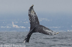 Humpback Whale tail, photo by Daniel Bianchetta