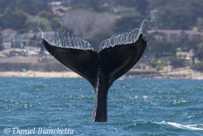 Humpback Whale tail, photo by Daniel Bianchetta