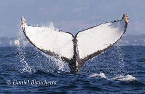 Humpback Whale tail, photo by Daniel Bianchetta