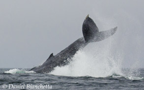 Humpback Whale tail throw, photo by Daniel Bianchetta