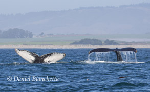 Humpback Whale tails, photo by Daniel Bianchetta