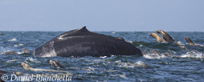 Humpback Whale with California Sea Lions, photo by Daniel Bianchetta