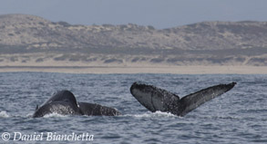 HumpbackWhales, photo by Daniel Bianchetta