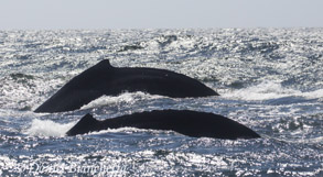 Humpback Whales, photo by Daniel Bianchetta