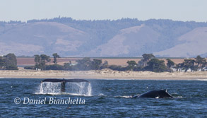 Humpback Whales, photo by Daniel Bianchetta