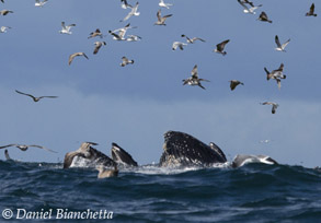 Humpback Whales lunge-feeding, photo by Daniel Bianchetta