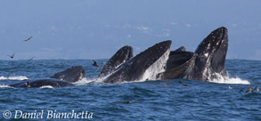 Humpback Whales lunge feeding, photo by Daniel Bianchetta