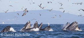 Humpback Whales lunge feeding, photo by Daniel Bianchetta