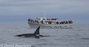 Killer Whale CA-49C by Pt Sur Clipper, photo by Daniel Bianchetta