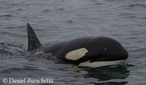 Killer Whale, photo by Daniel Bianchetta