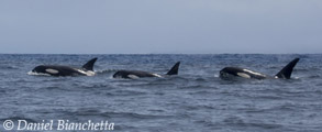 Killer Whales, photo by Daniel Bianchetta