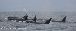 Killer Whales, photo by Daniel Bianchetta