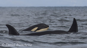 Killer Whales with young, photo by Daniel Bianchetta