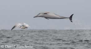 Long-beaked Common Dolphin and Elegant Tern, photo by Daniel Bianchetta