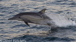 Long-beaked Common Dolphin, photo by Daniel Bianchetta