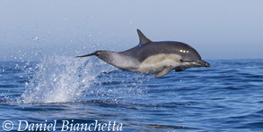 Long-beaked Common Dolphin, photo by Daniel Bianchetta