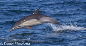 Long-beaked Common Dolphin, photo by Daniel Bianchetta