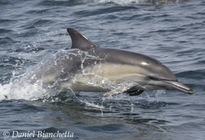 Long-beaked Common Dolphin, photo by Daniel Bianchetta