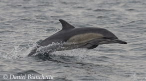 Long-beaked Common Dolphin photo by Daniel Bianchetta