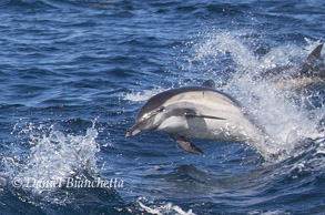 Long-beaked Common Dolphin, photo by Daniel Bianchetta