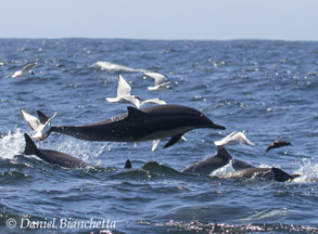 Long-beaked Common Dolphin and gulls, photo by Daniel Bianchetta