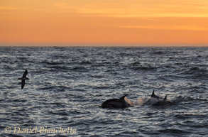 Long-beaked Common Dolphins at sunset, photo by Daniel Bianchetta