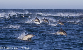 Long-beaked Common Dolphins, photo by Daniel Bianchetta