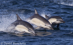 Long-beaked Common Dolphins, photo by Daniel Bianchetta