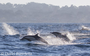 Long-beaked Common Dolphins, photo by Daniel Bianchetta