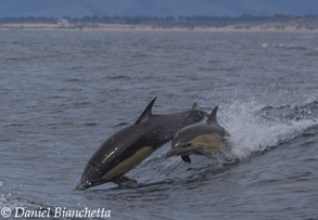 Long-beaked Common Dolphins, photo by Daniel Bianchetta