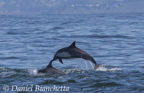 Long-beaked Common Dolphins, photo by Daniel Bianchetta