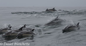 Long-beaked Common Dolphins, photo by Daniel Bianchetta