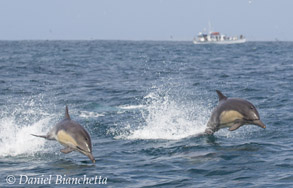 Long-beaked Common Dolphins, photo by Daniel Bianchetta