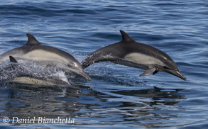 Long-beaked Common Dolphins, photo by Daniel Bianchetta